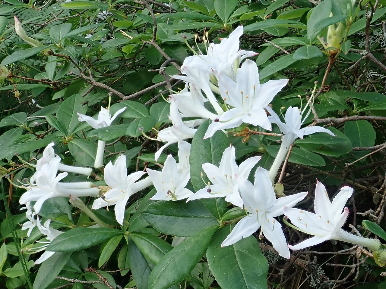 R. viscosum AGM